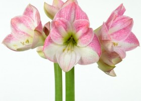 hippeastrum Cherry Bloss (1)